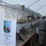 Aalten, Kleindiervereniging, keuring, 8 oktober 2016 003.jpg